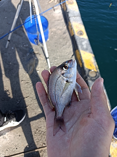 チャリコの釣果