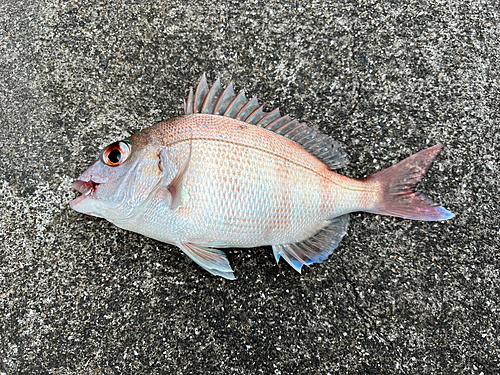 タイの釣果