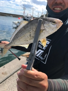 ショッコの釣果