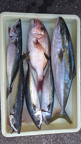 タイの釣果