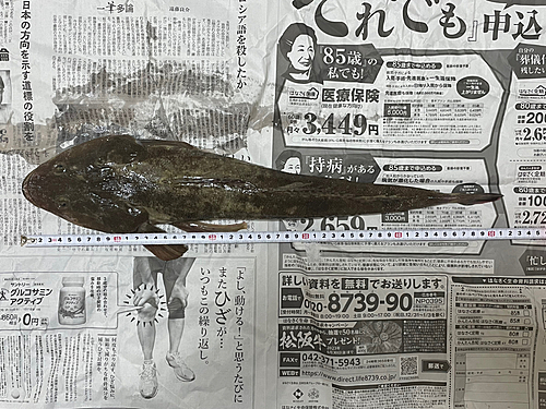 マゴチの釣果