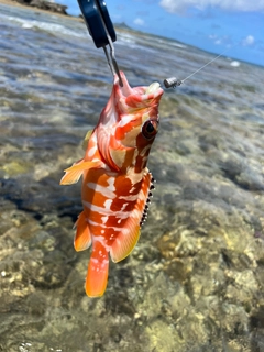 アカハタの釣果
