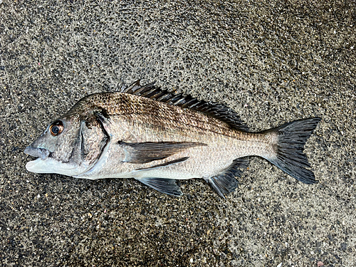 チヌの釣果