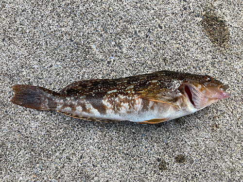 アイナメの釣果