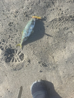ワカシの釣果