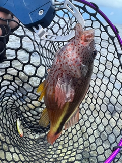 ホシゴンベの釣果