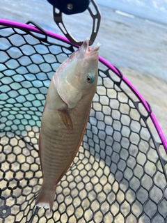 ベラの釣果