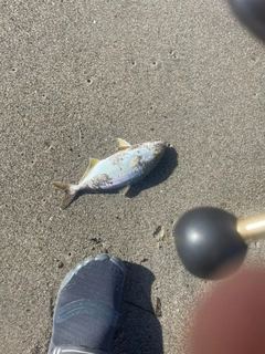 ショゴの釣果