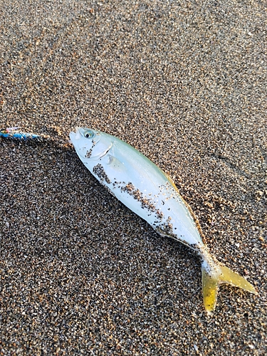 ワカシの釣果