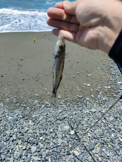 キスの釣果