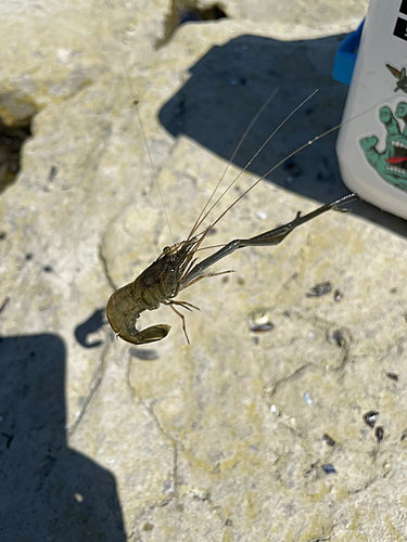 テナガエビの釣果