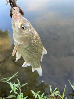 フナの釣果