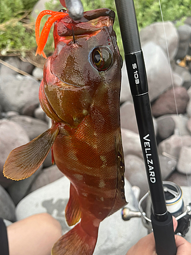 アカハタの釣果