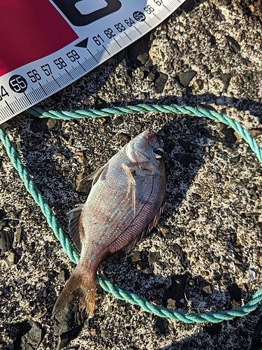 チャリコの釣果
