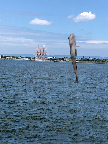 ハゼの釣果