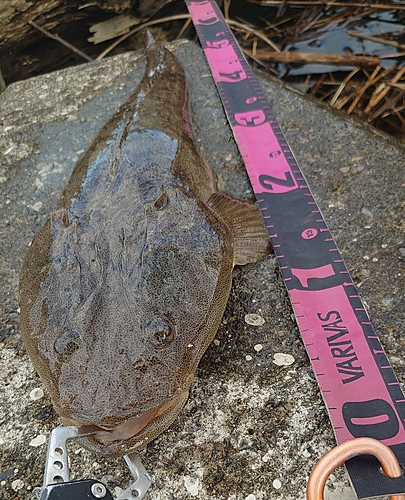 マゴチの釣果