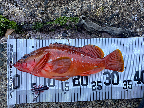 アカハタの釣果