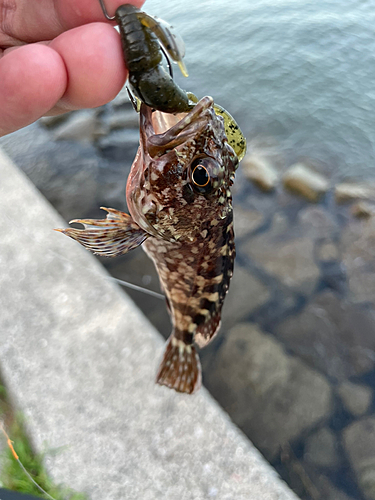 カサゴの釣果