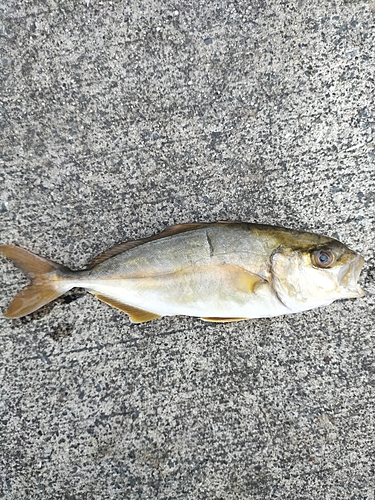 ショゴの釣果