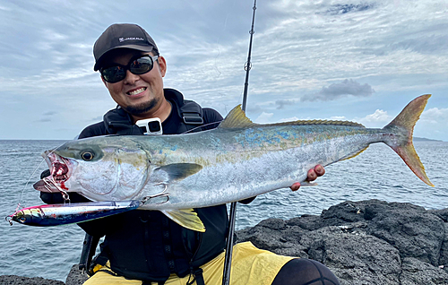 ヒラマサの釣果