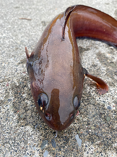 ドンコの釣果