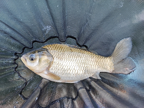 ヘラブナの釣果