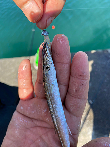 カマスの釣果