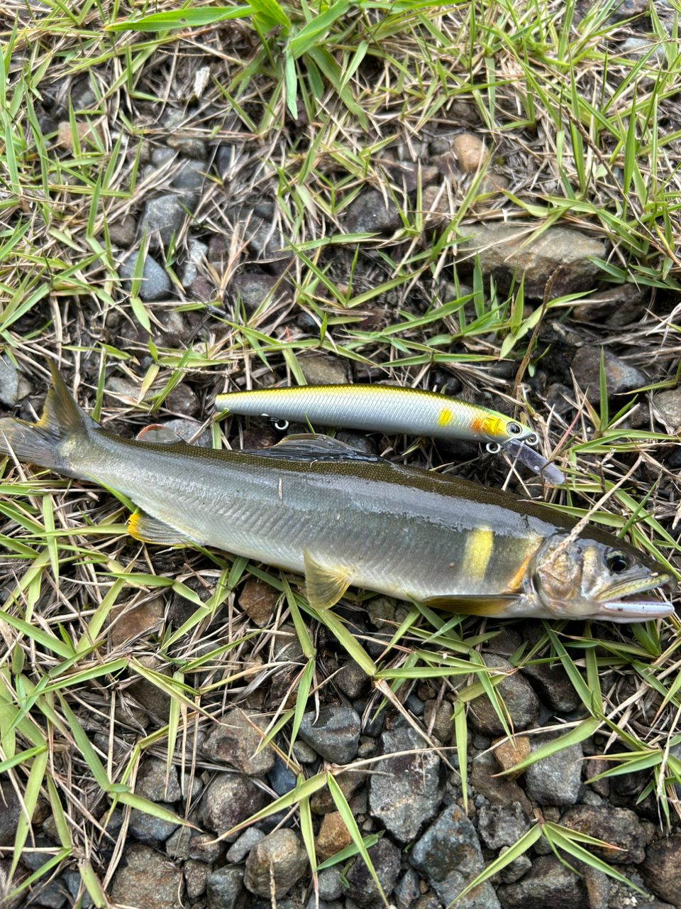 DAIWA 22アユイング X 90MLS-Sの最安値・インプレ・釣果 | 本音の