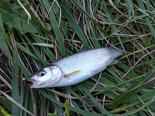 ウグイの釣果