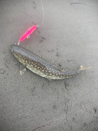 アメマスの釣果