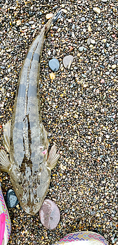 マゴチの釣果