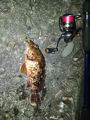 アラカブの釣果