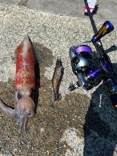 ケンサキイカの釣果