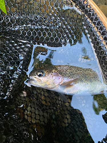 ニジマスの釣果