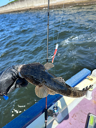 マゴチの釣果