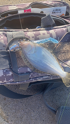 マゴチの釣果