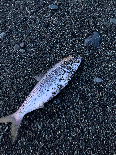 コノシロの釣果