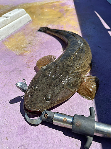 マゴチの釣果