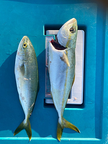 ワカシの釣果