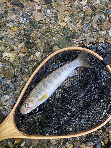 イワナの釣果