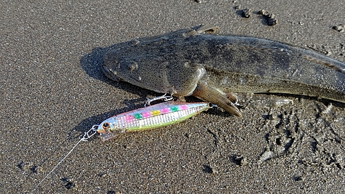 マゴチの釣果