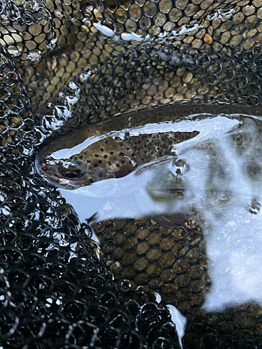 ニジマスの釣果