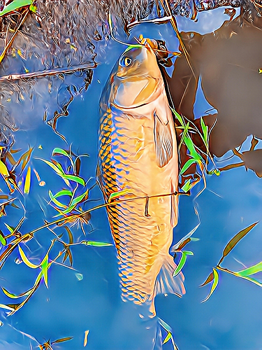 コイの釣果