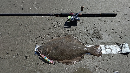 ヒラメの釣果