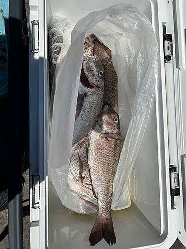 タイの釣果