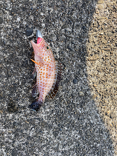 オオモンハタの釣果