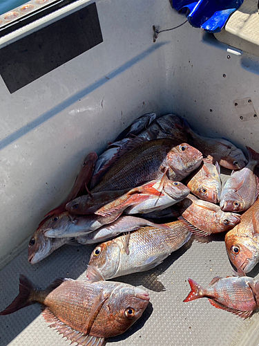 タイの釣果