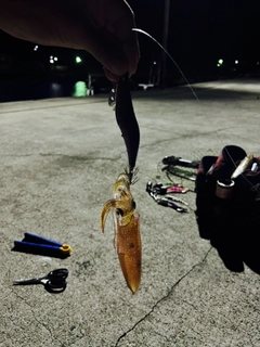 ケンサキイカの釣果