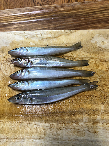 シロギスの釣果