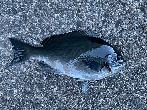 グレの釣果